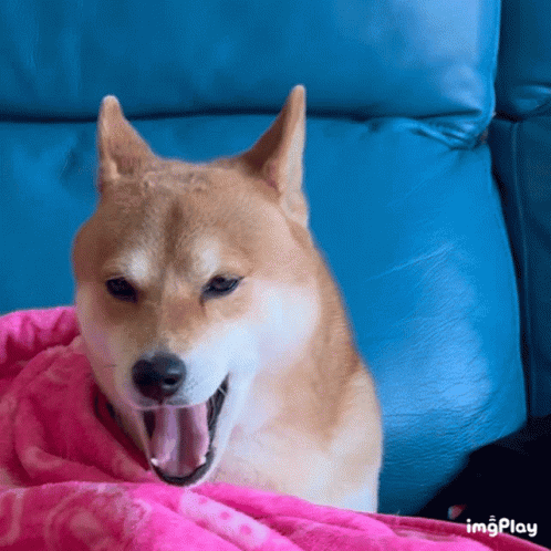 A Dog Is Yawning While Laying On A Blue Couch GIF