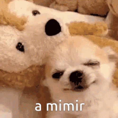 A Dog Laying Next To A Stuffed Animal With The Words A Mimir Written On The Bottom GIF