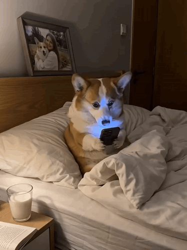 A Dog Laying On A Bed Looking At A Phone GIF