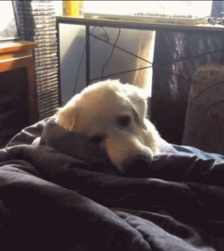 A Dog Laying On A Bed With A Blanket GIF