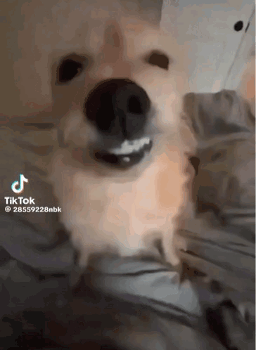 A Dog Laying On A Bed With A Tiktok Watermark GIF