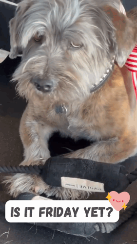 A Dog Laying On A Bed With The Words " Is It Friday Yet " On The Bottom GIF