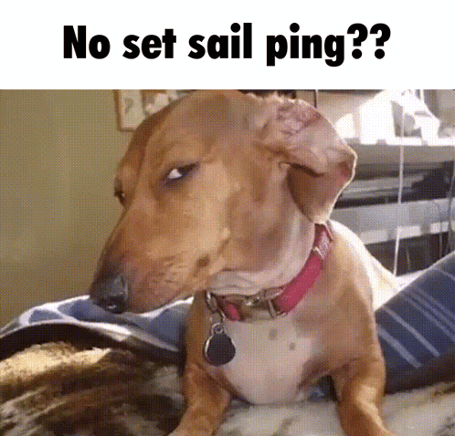 A Dog Laying On A Bed With The Words No Set Sail Ping GIF