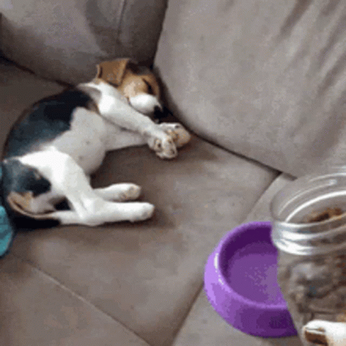 A Dog Laying On A Couch Next To A Purple Bowl Of Food GIF