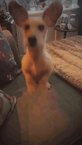 A Dog Laying On A Couch With A Blanket On It GIF
