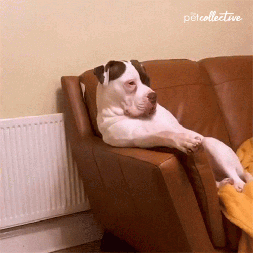 A Dog Laying On A Couch With The Petcollective Written On The Corner GIF