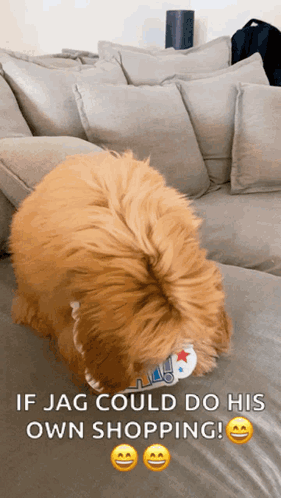 A Dog Laying On A Couch With The Words If Jag Could Do His Own Shopping Below It GIF