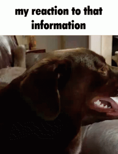 A Dog Laying On A Couch With The Words " My Reaction To That Information " At The Top GIF