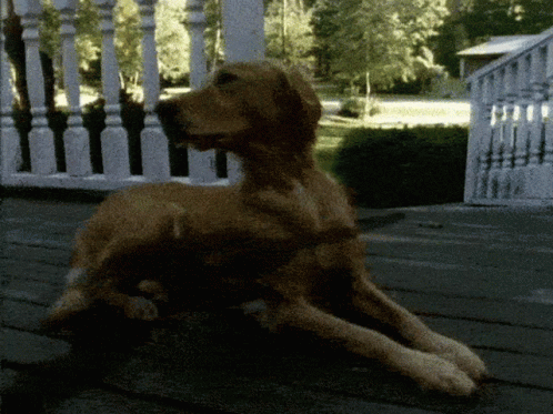 A Dog Laying On A Porch With A White Railing Behind It GIF