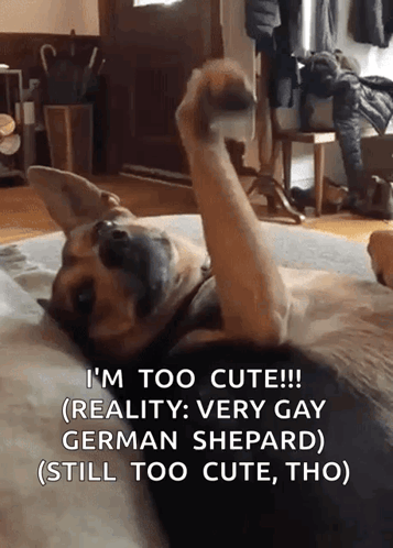 a dog laying on its back with a caption that says ' i 'm too cute '