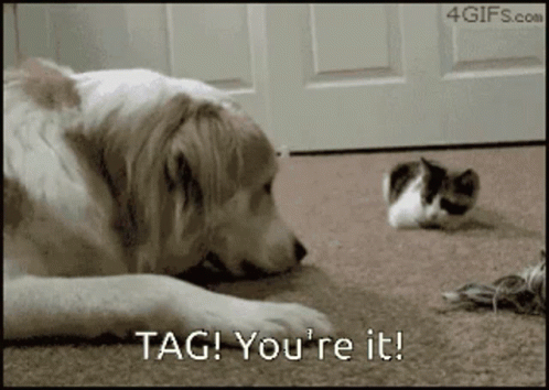 A Dog Laying On The Floor Looking At A Kitten With The Words Tag You 'Re It On The Bottom GIF