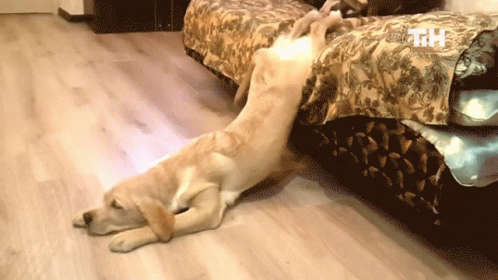 A Dog Laying On The Floor Next To A Bed With A Tm Logo On The Corner GIF