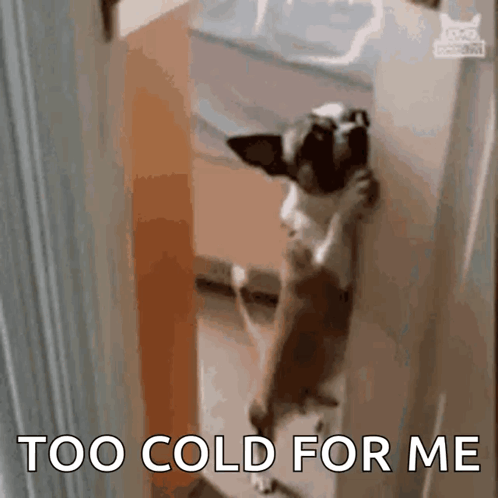 Dog Leaning Against Wall Too Cold For Me GIF