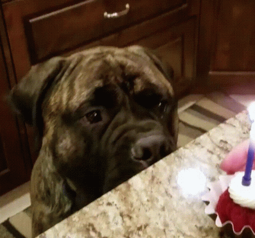 A Dog Looking At A Birthday Cake With A Candle On It GIF