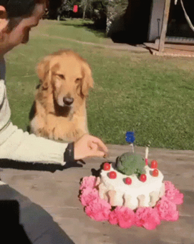 A Dog Looking At A Birthday Cake With A Frog On It GIF