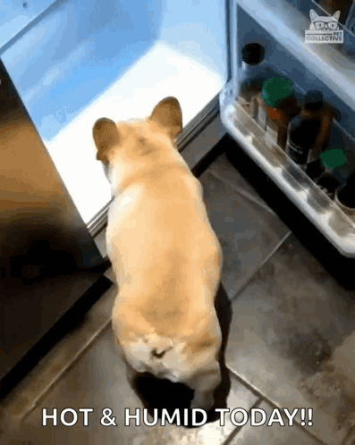 A Dog Looking Into A Refrigerator With The Words Hot & Humid Today Written On The Bottom GIF