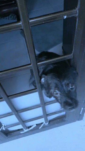 A Dog Looking Out Of A Window With Bars GIF