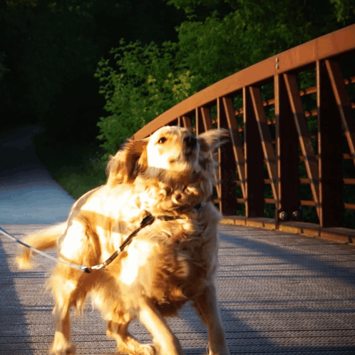 A Dog On A Leash Is Standing On A Bridge GIF