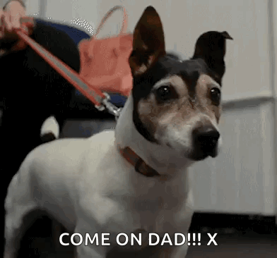 A Dog On A Leash Says Come On Dad GIF
