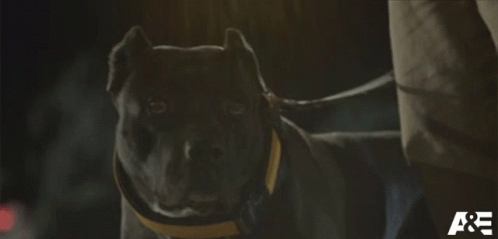 A Dog On A Leash With The Letters A & E On The Bottom Right GIF