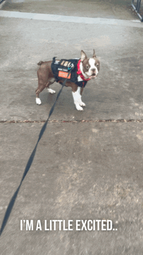 A Dog On A Leash With The Words I 'M A Little Excited GIF