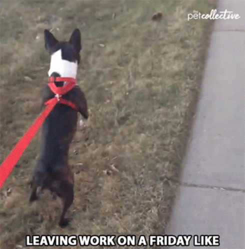 A Dog On A Leash With The Words Leaving Work On A Friday Like Below It GIF