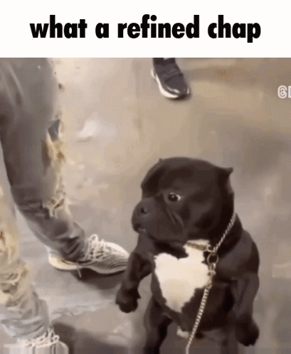 A Dog On A Leash With The Words What A Refined Chap Below It GIF