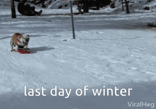 A Dog Playing In The Snow With The Words Last Day Of Winter Below It GIF