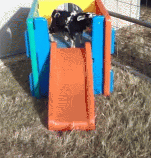 A Dog Playing On A Slide In A Playground GIF