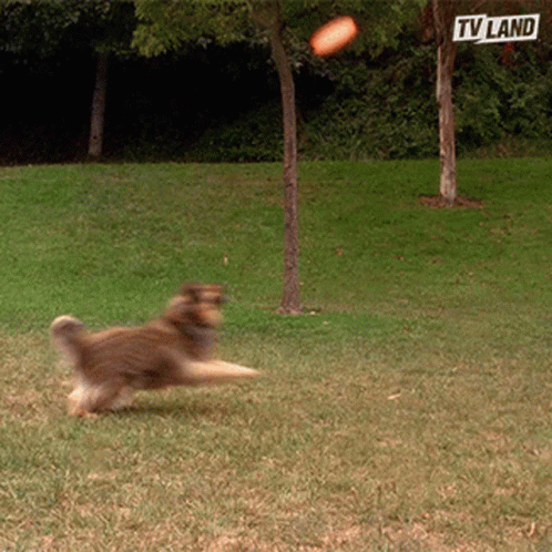 A Dog Playing With A Frisbee In A Park With A Tv Land Sign In The Background GIF