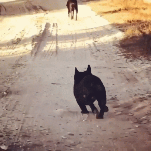 A Dog Running Down A Dirt Road With Another Dog Behind It GIF