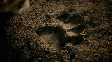 A Dog 'S Paw Print Is Visible On The Ground GIF