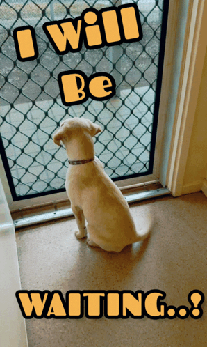A Dog Sitting In Front Of A Screen Door With The Words " I Will Be Waiting " GIF