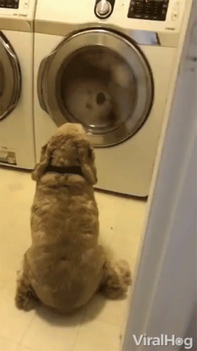 A Dog Sitting In Front Of A Washing Machine That Says Viralhog On The Bottom Right GIF
