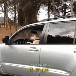 A Dog Sitting In The Driver 'S Seat Of A Silver Suv GIF