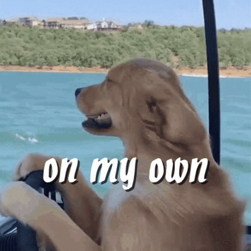 A Dog Sitting On A Boat With The Words " On My Own " Above It GIF