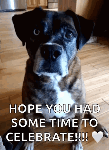 A Dog Sitting On A Wooden Floor With The Words Hope You Had Some Time To Celebrate Written Below It GIF