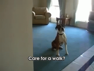 A Dog Standing In A Living Room With The Words " Care For A Walk " Written Below It GIF