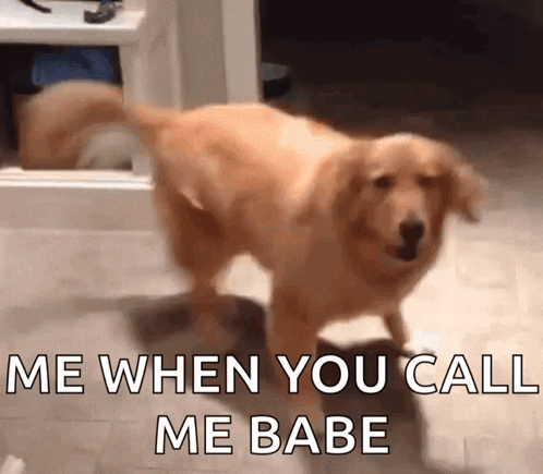 A Dog Standing In A Room With The Words " Me When You Call Me Babe " Above It GIF
