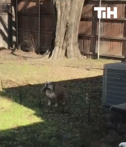 A Dog Standing In A Yard Next To A Fence And A Th Sign GIF