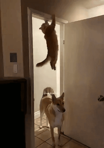 A Dog Standing In Front Of A Door With A Cat Hanging From The Ceiling GIF