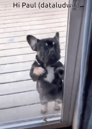 A Dog Standing In Front Of A Door With The Words Hi Paul ( Dataludwif ) On The Bottom GIF