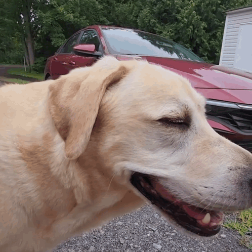 A Dog Standing In Front Of A Red Car GIF