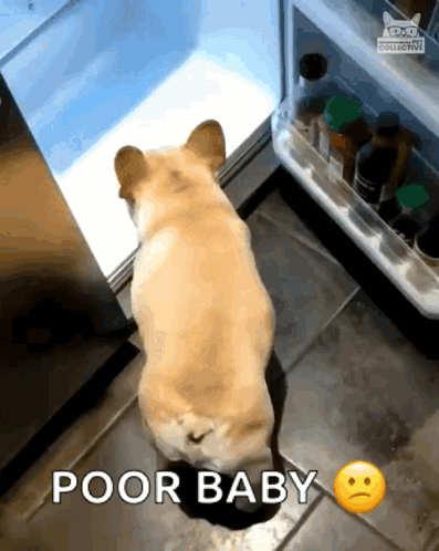 A Dog Standing In Front Of An Open Refrigerator With The Words Poor Baby Above It GIF