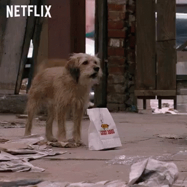Dog Next To Chicken Dogs Bag GIF