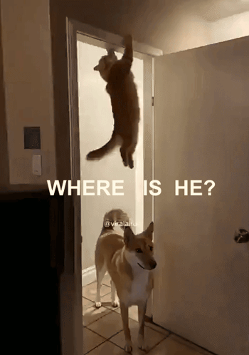 A Dog Standing Next To A Cat Hanging From A Door That Says Where Is He On It GIF