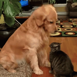 A Dog Standing Next To A Cat In A Living Room GIF