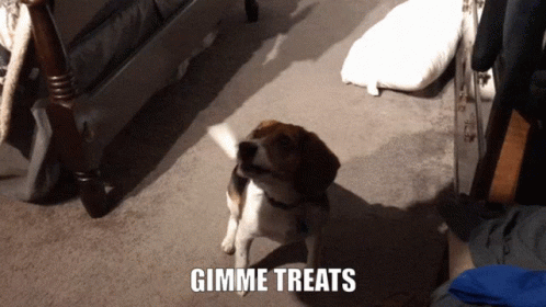 A Dog Standing On A Carpet With The Words Gimme Treats Behind It GIF