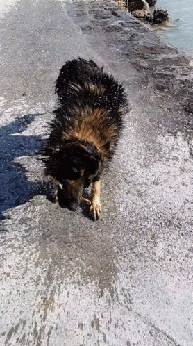 A Dog Standing On A Concrete Surface Near The Water GIF
