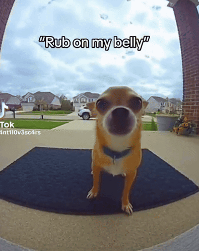 A Dog Standing On A Door Mat With The Caption " Rub On My Belly " Above It GIF